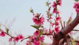 人間四月芳菲盡，桃花朵朵映中聯(lián)！